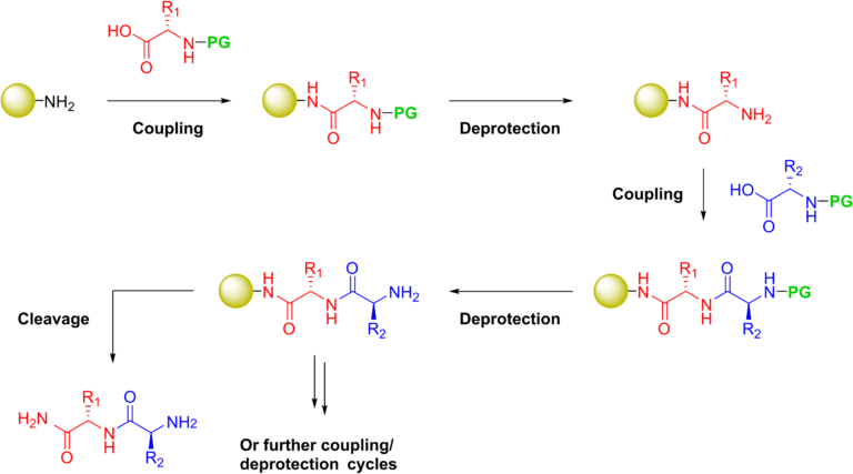 custom-peptide-antibody-service-psyclo-peptide-inc